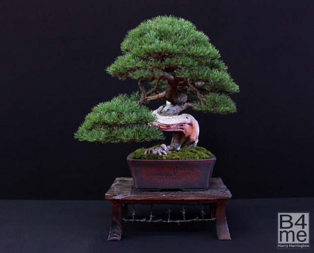 juniper bonsai